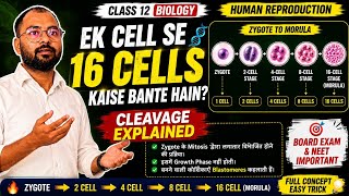 Cleavage Process Explained | Zygote to Morula | Class 12 Biology
