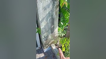 Nhà 10*45 tại ấp Mới 2, Mỹ Hạnh Nam, Đức Hoà. Có nhà cấp 4. Đường Gò Hưu, giá 11 tỷ. LH 0913 855 863