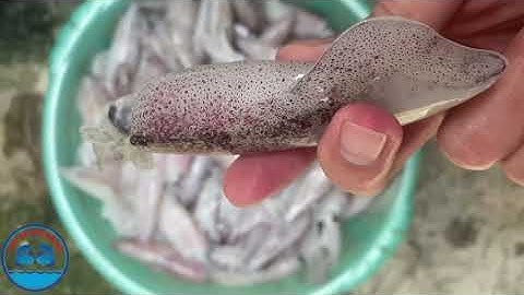 Mực Ống tươi ngon Phú Quốc - Chợ Hải Sản Online