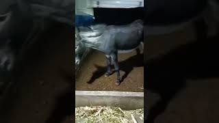 Funniest Donkey Ever Donkey Training the fun way 325