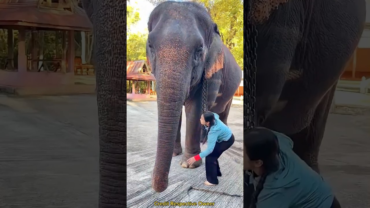 Elephant Shows Kindness 🐘🥹