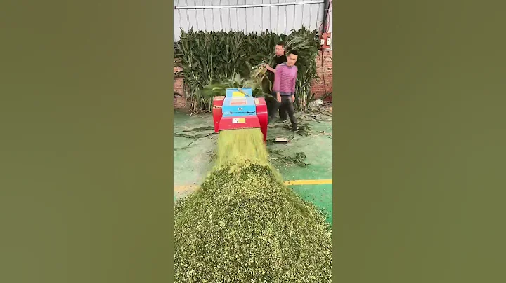 Chopper Making Silage for Cattle Sheep Horse Feed #shorts