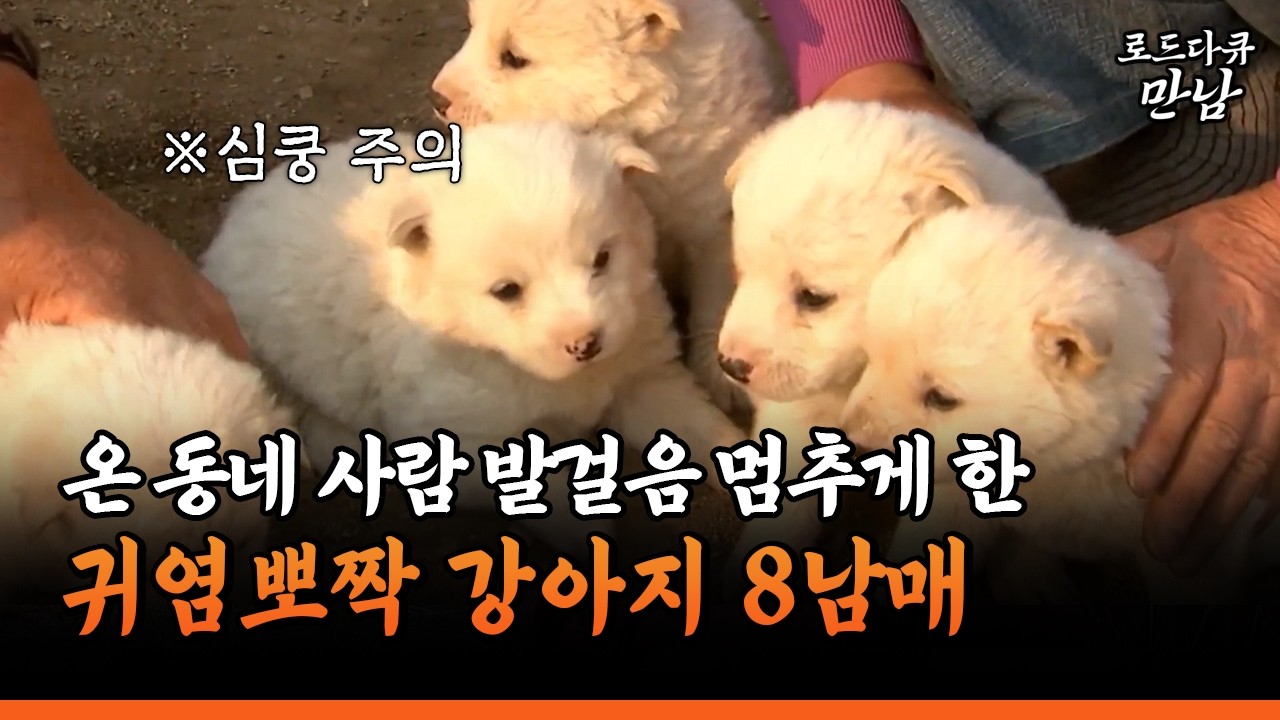 [로드다큐 만남 80-2] 온 동네 사람 발걸음 멈추게 한 귀염뽀짝 강아지 8남매