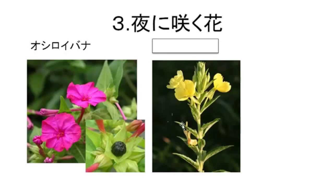 夏の植物 Youtube 夏の植物 Youtube