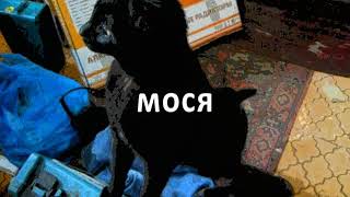 кот Мося