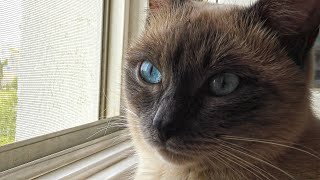 Relaxed Cat Sitting on a Window Sill by CAT for ALL 136 views 3 years ago 1 minute, 13 seconds