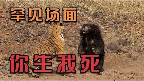 珍稀動物生死搏鬥場面，如老虎vs熊，獅子vs疣豬，豹斗等 | 動物世界 - 天天要聞