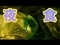 エメラルドグリーンクラブの夜食【海水魚水槽】