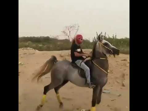 Video: Kanadski konj