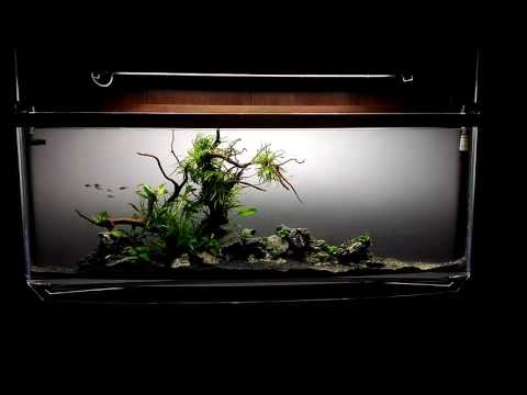 Video: Acuario moderno: Spacearium