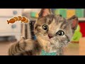 My Favorite Cat Little Kitten  - Play Fun Cute  #154