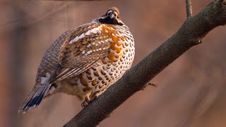 It's an Oddly Cute Bird, the Round, Ball-Like Hazel Grouse