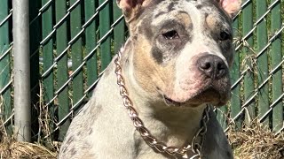 LETS WALK: THE BADDEST BULLY IN PITTSBURGH !!! Walk & Close look at one of the baddest bullies!