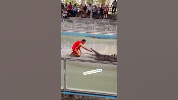 Crocodile Attack 🐊🐊 🤯😱 #shorts #yt #ytshorts #vlog #attack #crocodile