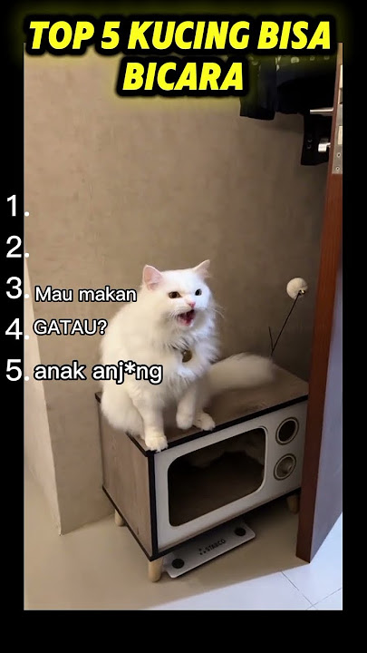 top 5 kucing bisa bicara😂🤣konten lucu 🤣#kucinglucu #fypppppppppp #cat #shorts