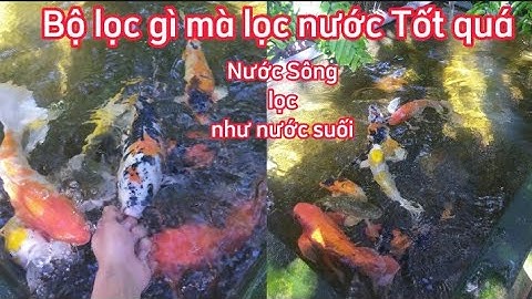 Hồ Cá Koi 800l Lọc Đơn Giản Nước Siêu Trong - Dùng Nước Sông Nuôi Cá Koi.Hồ Em Bằng ở Bến Tre.