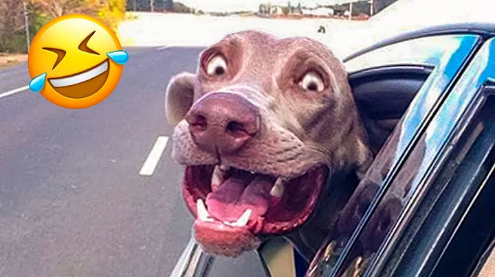 Video 403761: pets funnycats dogs animals, amazing pets animals, baby animals pets, cutest pets, funny cat