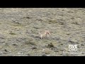 Puma Catches Guanaco in Patagonia - doesn't go according to plan