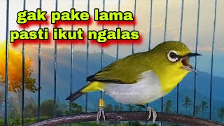 Pleci Buxtoni Gacor Suara Ngalas,Pancingan Pleci Pasti Nyaut