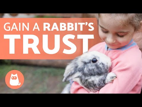 How To Gain The Trust Of A Rabbit? (9 Key Tips)