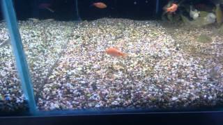 Goldfish getting bashed by barbs!