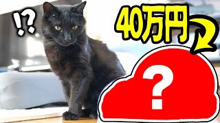 保護した猫ちゃんに、40万のマッサージ機をプレゼント