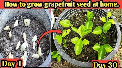 Grow your own grapefruit plant 🍊 from seed / How to grow grapefruit from seed at home fast & Easy .