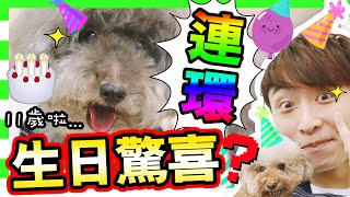 【?MUFFIN 11歲生日了～? 】為狗狗準備「連環生日驚喜?」！？被最愛包圍的感覺是？?(中字)