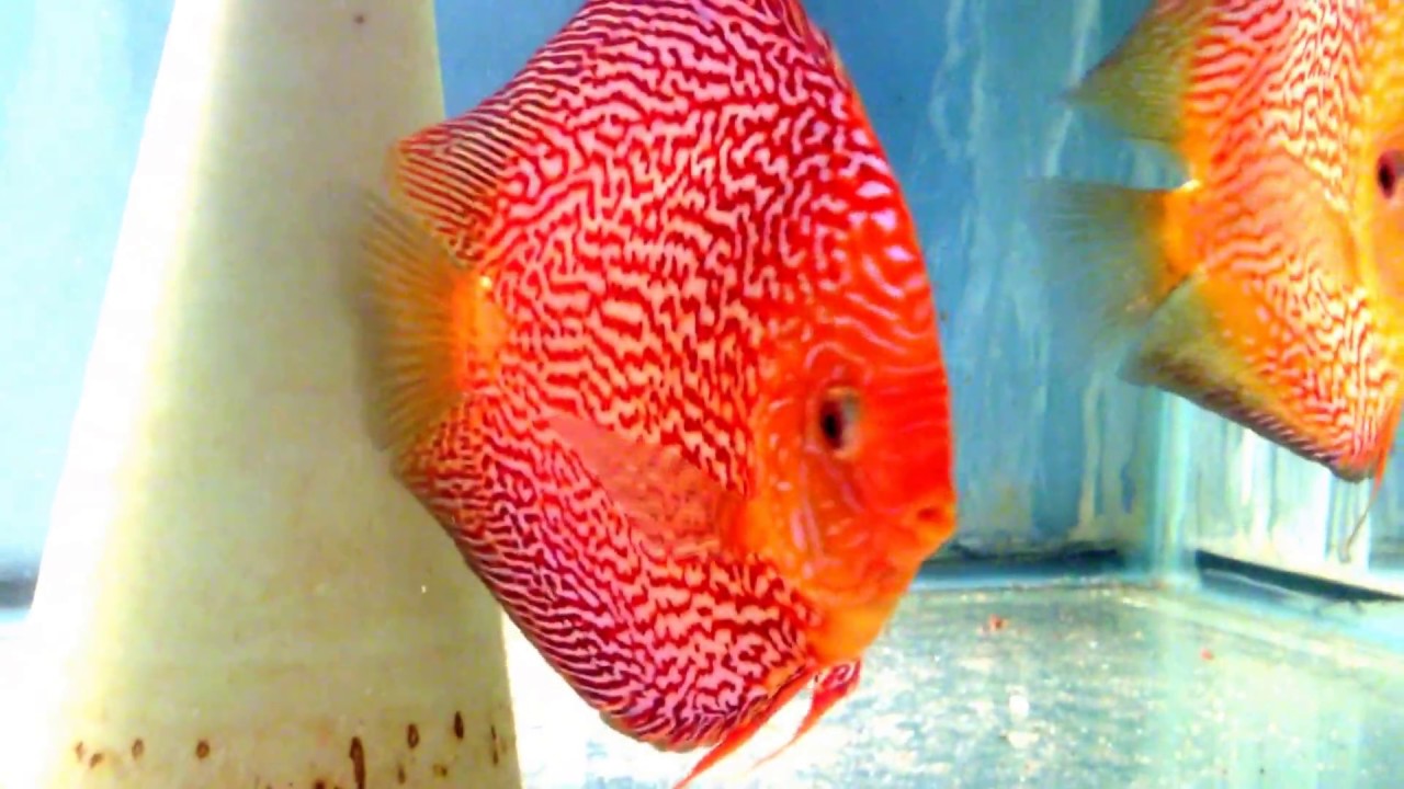 discus hans