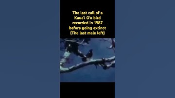 The last call of a Kaua