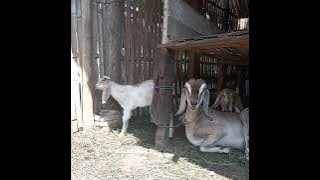 Lucu dan Gokil kambing lahir 3 cempe  dengan suara Tangisan si kecil
