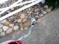 Pixie Bob cat walking on leash の動画、YouTube動画。