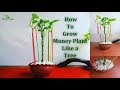 How to Grow Money Plant Like a Tree | Money plant Growing With Aerial Roots // GREEN PLANTS