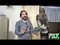 Eagle Attack | Handling & Feeding Wild Eagle | Greater Spotted Eagle