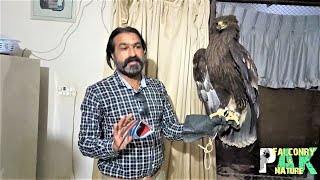 Eagle Attack | Handling & Feeding Wild Eagle | Greater Spotted Eagle