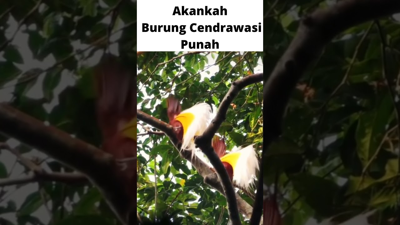 Apa Akibatnya ‼️ Jika Burung Cenderawasih Punah By @Lenny Angkirawan #Short - YouTube