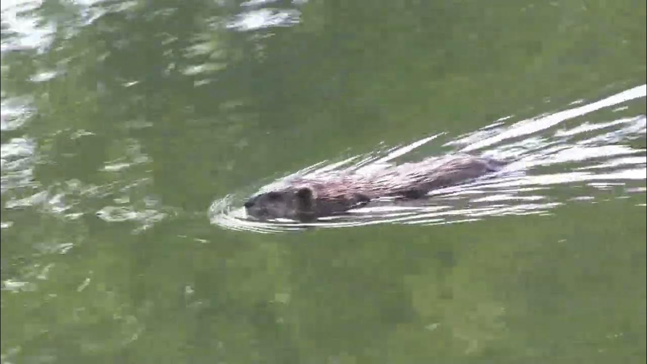 Единственный вид млекопитающих. Единственный вид млекопитающих. Отряд первозвери представители. Пять примеров млекопитающие. Тасманийский дьявол описание.