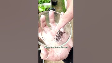 Thumbnail of Growing kiwi seeds purchased at the supermarket #Tanduria #TanduriaTips #kiwi #tipsandtricks