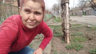 картинка: ТРОЯНДИ,ПОЛУНИЦЯ ТА МАЛИНА-ОБРОБКИ ТА ПІДЖИВЛЕННЯ НА МОЄМУ ГОРОДІ !!?