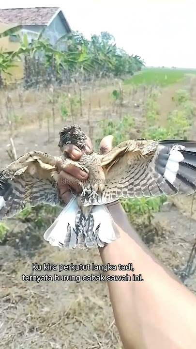 Burung Cabak |kholiqperkutut