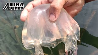 BOX JELLYFISH | Catch, Clean &amp; Eat 😋