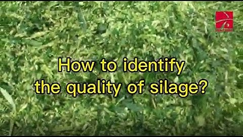 How to identify the quality of silage？