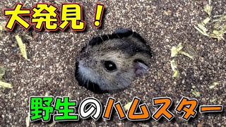 野ネズミならぬ野良ハムを見つけました！【野生のハムスター/かわいい/飼い方/土飼育/Keeping a hamster in the soil】