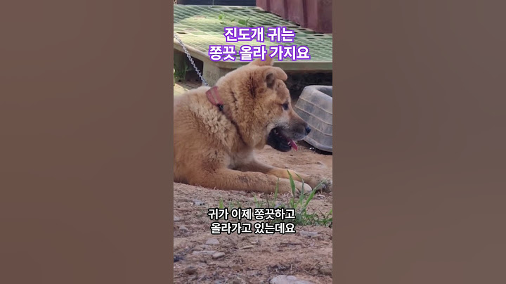 진도개 우리 봄이 귀가 쫑끗 올라갑니다