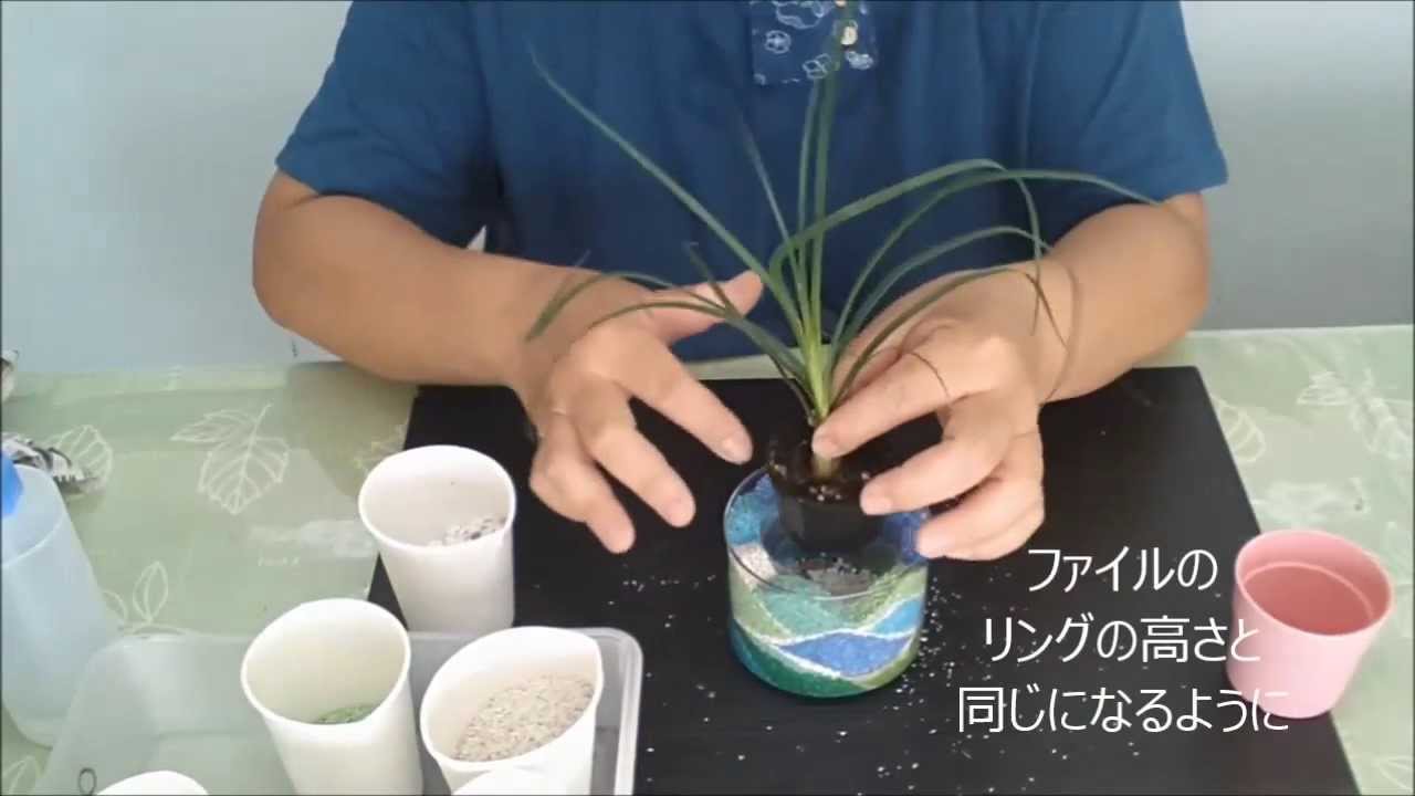 ５分で作る レインボーサンド観葉植物インテリア 花創人はなそうにん Youtube