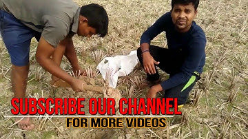 gps based soil sample collection in field