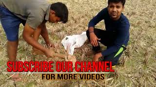 gps based soil sample collection in field