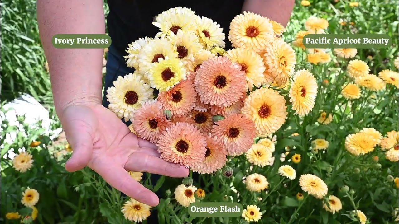 ‘Pacific Apricot Beauty’ Calendula | from Johnny’s Selected Seeds - YouTube