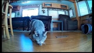 Video made with Wopet Camera Automatic Feeder (screen recorded) by Cat Food Dispensers Reviews 38 views 1 month ago 32 seconds