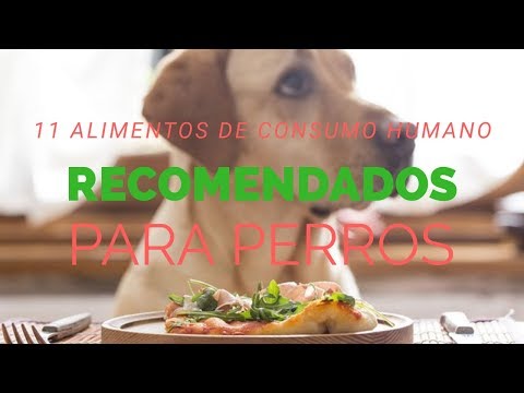 Video: Comida Para Perros De Grado Humano: ¿es Mejor?